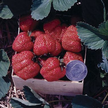 Photo of Stark® Red Giant Strawberry Plant