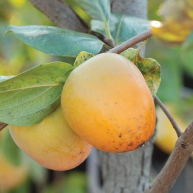 Photo of Prok American Persimmon Tree