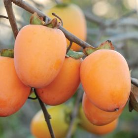 Photo of Saijo Asian Persimmon Tree