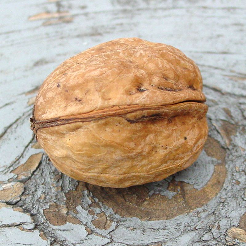 Stark® Northern Prize Walnut Walnut Trees Stark Bro's