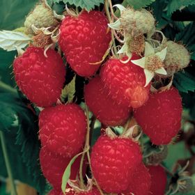 Photo of Himbo Top® Primocane Red Raspberry Plant