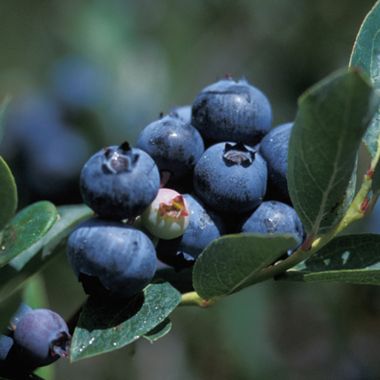Photo of Duke Blueberry Plant