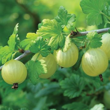 Photo of Invicta Gooseberry Plant