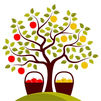 Multi-Grafted Fruit Trees