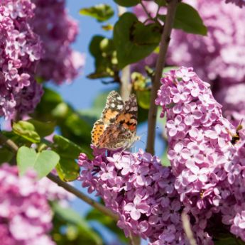 Reblooming Lilacs