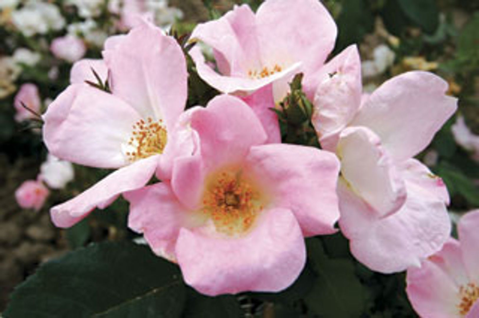 Stark® Pink Lady Landscape Rose - Stark Bro's