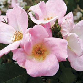 Photo of Stark® Pink Lady Landscape Rose