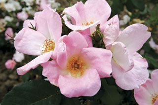 Stark® Pink Lady Landscape Rose - Stark Bro's