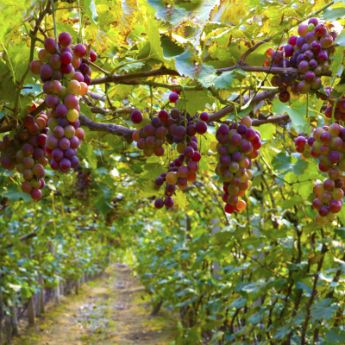 Seedless Grapes