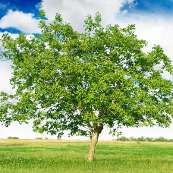 English Walnut Trees