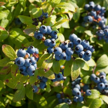 Bluecrop Northern Highbush Blueberry Plant, Live Deciduous Jumbo