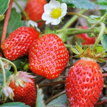 Everbearing Strawberries