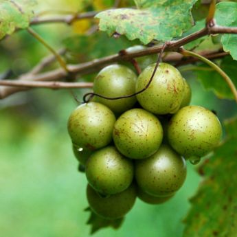 Muscadine Grapes