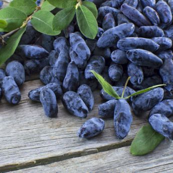 Honeyberry Plants