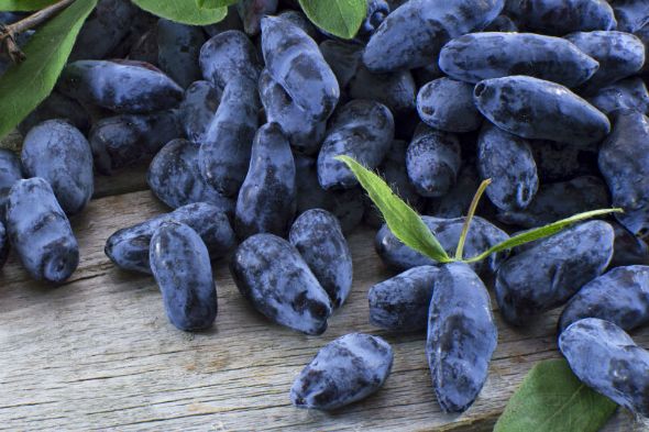 Honeyberry Plants