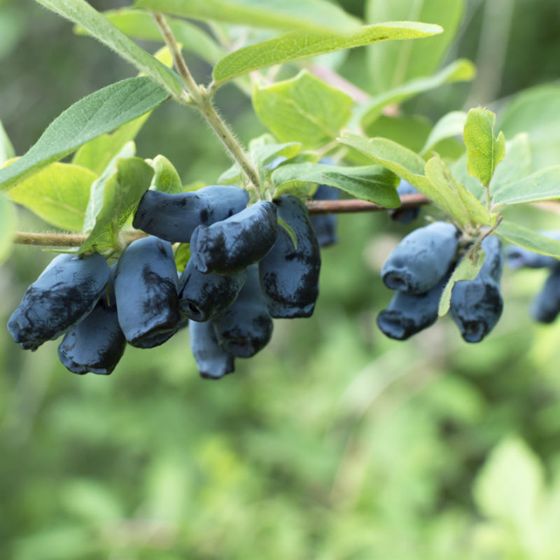 Photo of Blue Belle™ Honeyberry Plant