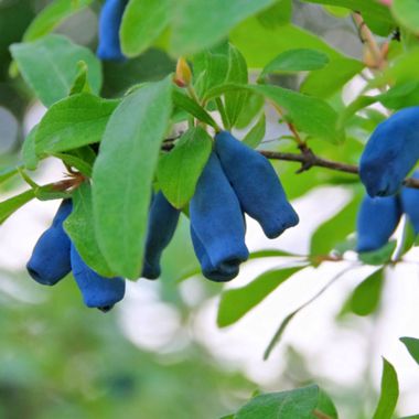 Photo of Borealis Honeyberry Plant