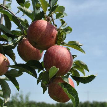 Gala Apple Trees