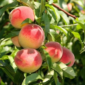 Dwarf Peach Trees