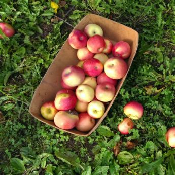 Fuji Apple Trees