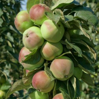 Columnar Apple Trees