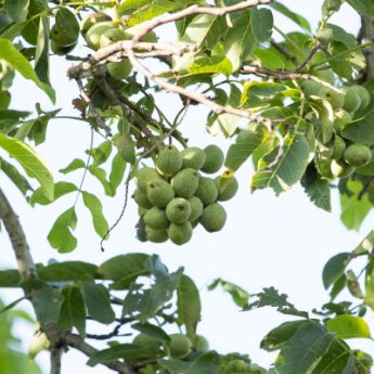 Walnut Trees