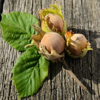 Filbert Hazelnut Trees