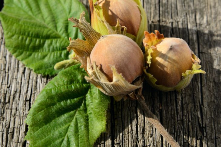 Filbert Hazelnut Trees