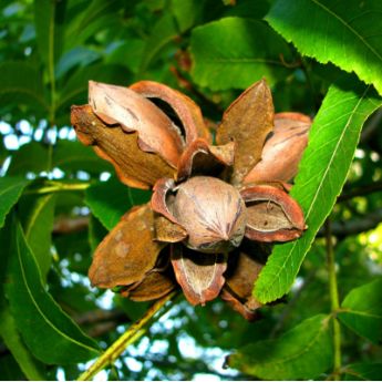 Pecan Trees