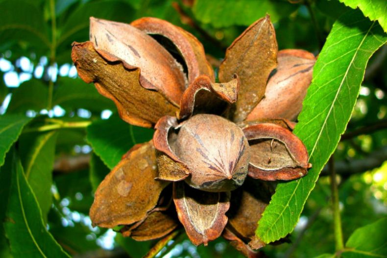 Pecan Trees