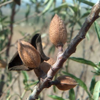 Almond Trees