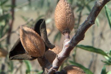 Almond Trees