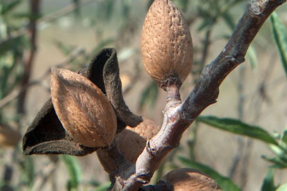 Almond Trees