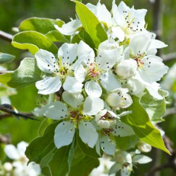 Self-Pollinating Pear Trees