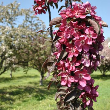 Photo of Stark® Maypole Flowering Colonnade® Crabapple Tree