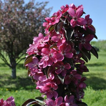Photo of Stark® Maypole Flowering Colonnade® Crabapple Tree