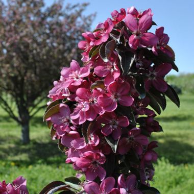 Photo of Stark® Maypole Flowering Colonnade® Crabapple Tree