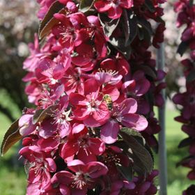 Photo of Stark® Maypole Flowering Colonnade® Crabapple Tree