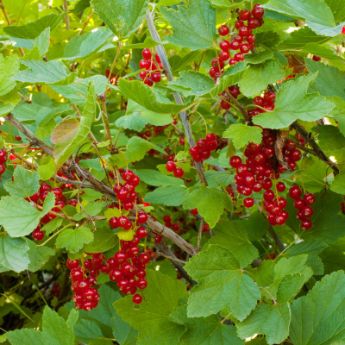 Currant Plants