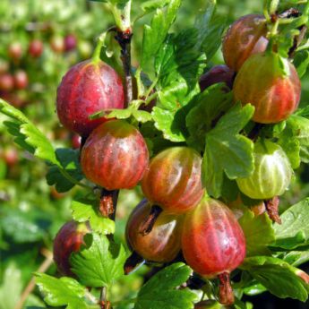 Gooseberry Plants