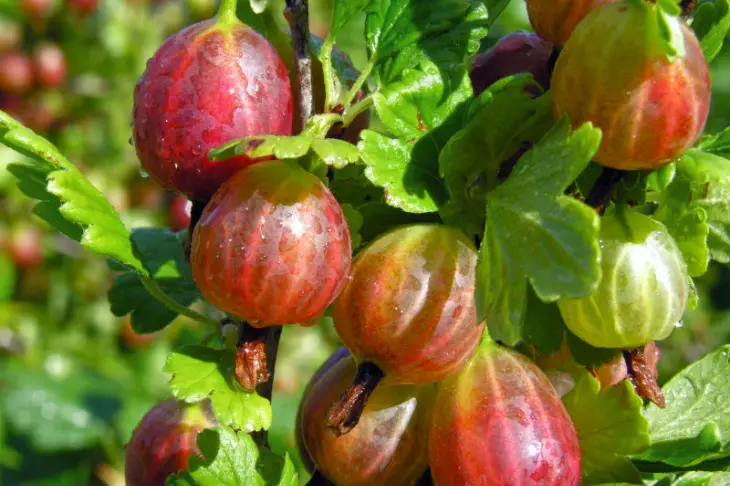 Gooseberry Plants