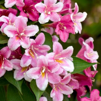 Weigela