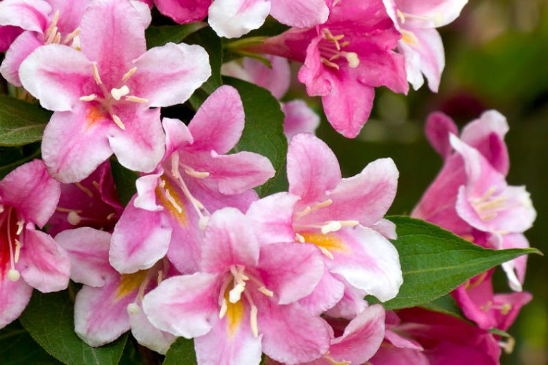 Weigela