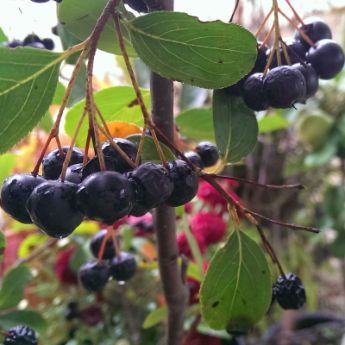 Aronia Berry Plants