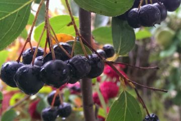 Aronia Berry Plants