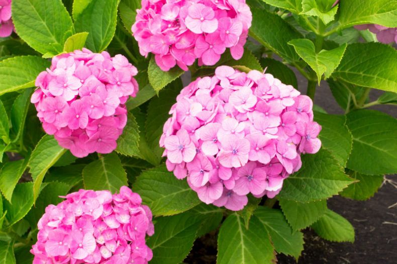 How to Grow Hydrangeas - Stark Bro's