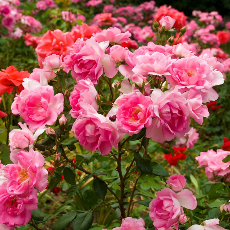 White Knock Out® Rose - Stark Bro's