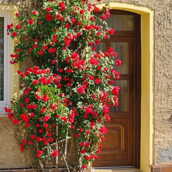 Climbing Roses