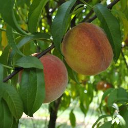 pix zee peach tree for sale
