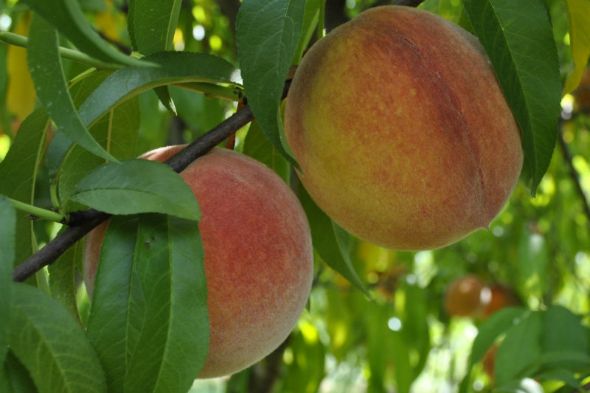 Belle of Georgia Peach Tree - Stark Bro's